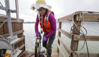 Amelia Ayers, a Physical Scientist with the U.S. Geological Survey, packs up gear used to gather shellfish samples collected at Martinez Harbor, Contra Costa County. The shrimp are tested for levels of toxins found in Harmful Algal Blooms (HABs).  The work is part of a five-year, $3 million grant for the Monitoring and Event Response for Harmful Algal Blooms (MERHAB) research program, a focused effort co-lead by DWR. A comprehensive and focused effort co-lead by DWR, MERHAB is focused on building an estuary-wide management strategy for HABs.  Xavier Mascareñas / California Department of Water Resources