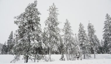 Castle Peak avalanche: Snow drought helped set the stage for deadly California avalanche, leading to unstable conditions