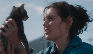 Tabby cat adopted from Berkeley Humane is a top animal actor of the year