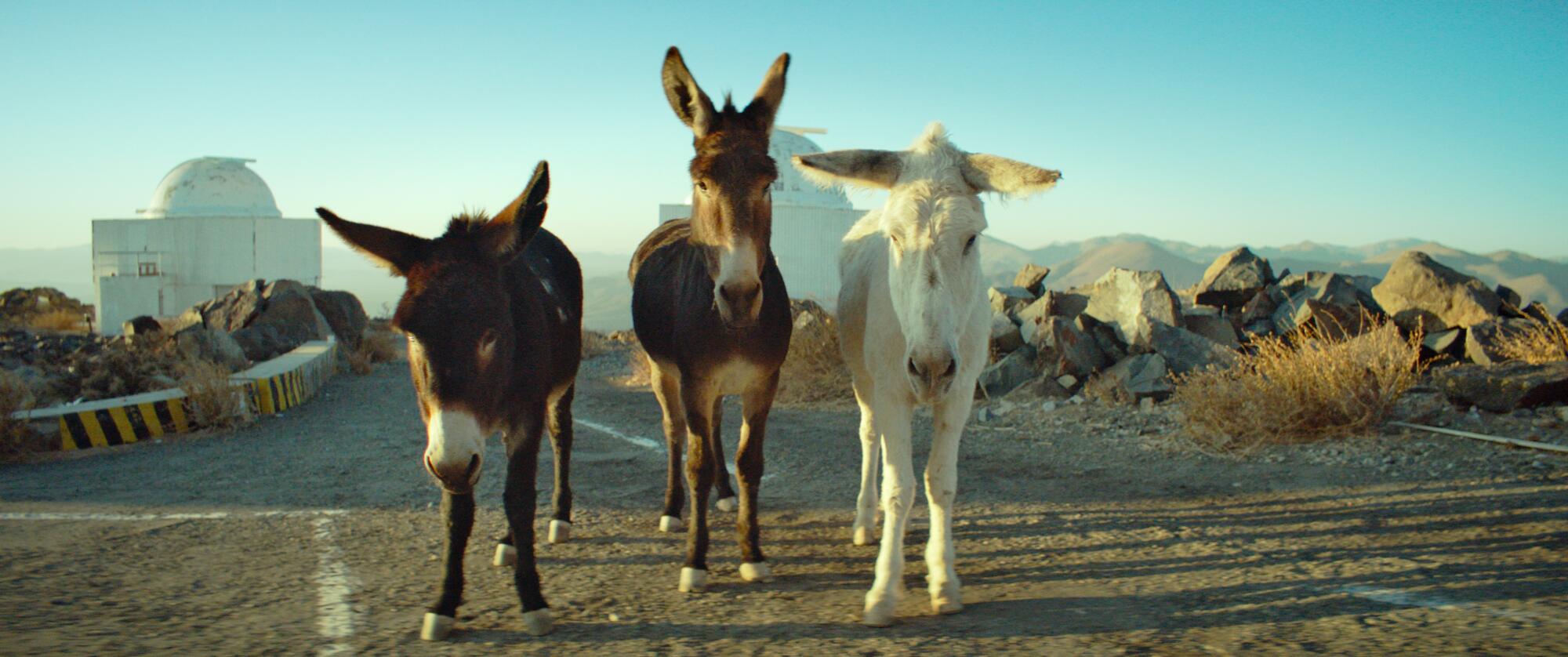 Three donkeys stand with an observatory in the distance.
