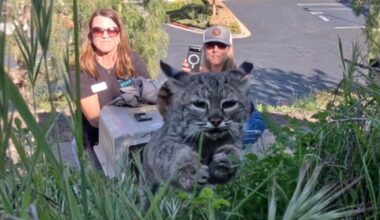 Bobcat kitten found in bushes rejoins wild after SD Humane rehab