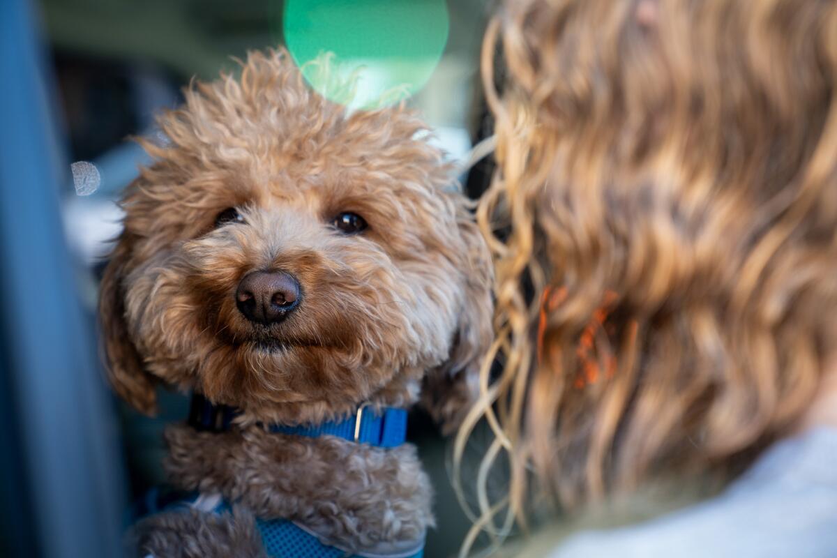 Closeup of a fluffy golden brown dog.