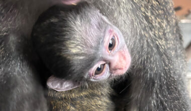 Oakland Zoo celebrates 'milestone' birth of monkey