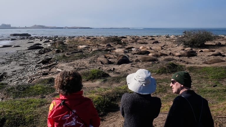 People watch as elephant seals rest on a beach at...