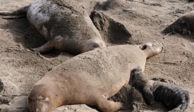 Bird flu outbreak in California elephant seals prompts officials to cancel popular tours