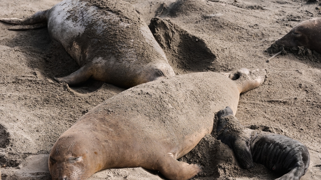 Bird flu outbreak in California elephant seals prompts officials to cancel popular tours