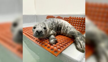 Seal pup rescued after taking a nap in the middle of a busy New Jersey street