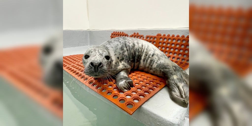 Seal pup rescued after taking a nap in the middle of a busy New Jersey street