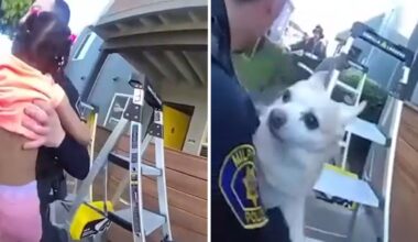 Video shows dramatic rescue of family from Milpitas, California apartment fire; toddler and dog thrown from balcony