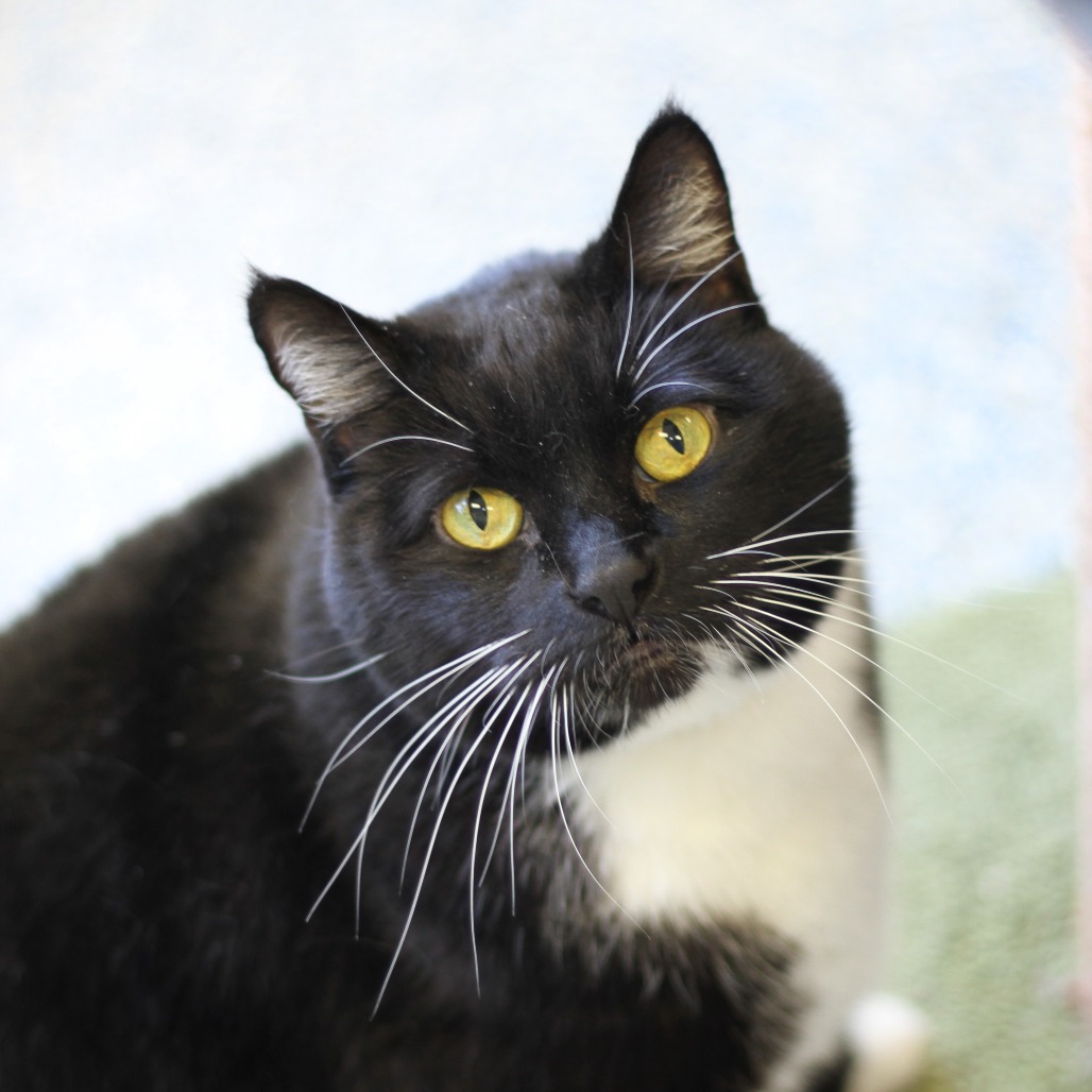 Twitch is an 11-year-old, female, black and white, domestic shorthair...