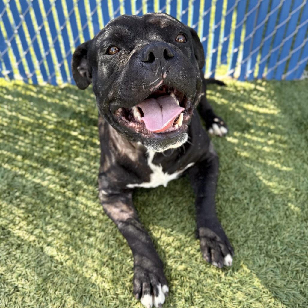 Black Bean is a 2-year-old, male, black and white, Staffordshire...