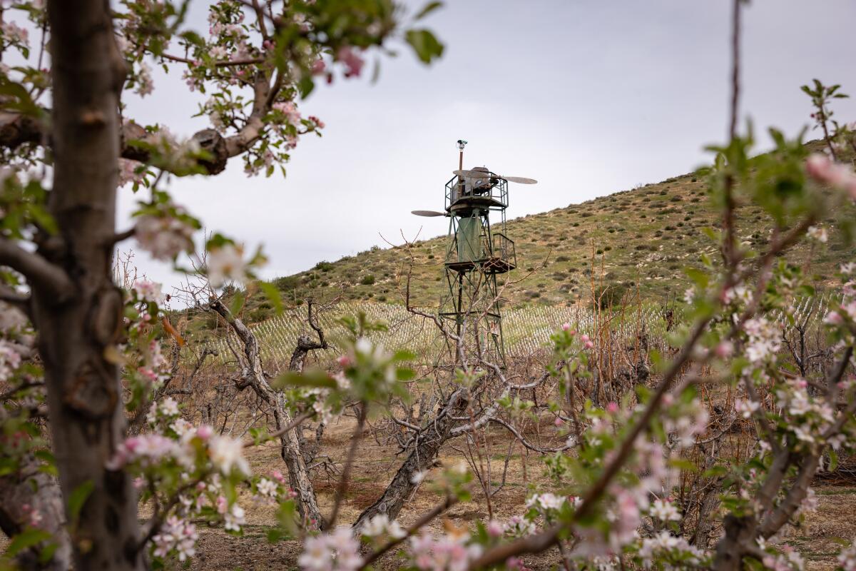 A view of the peach orchard and grape vineyard at Bloom Ranch.