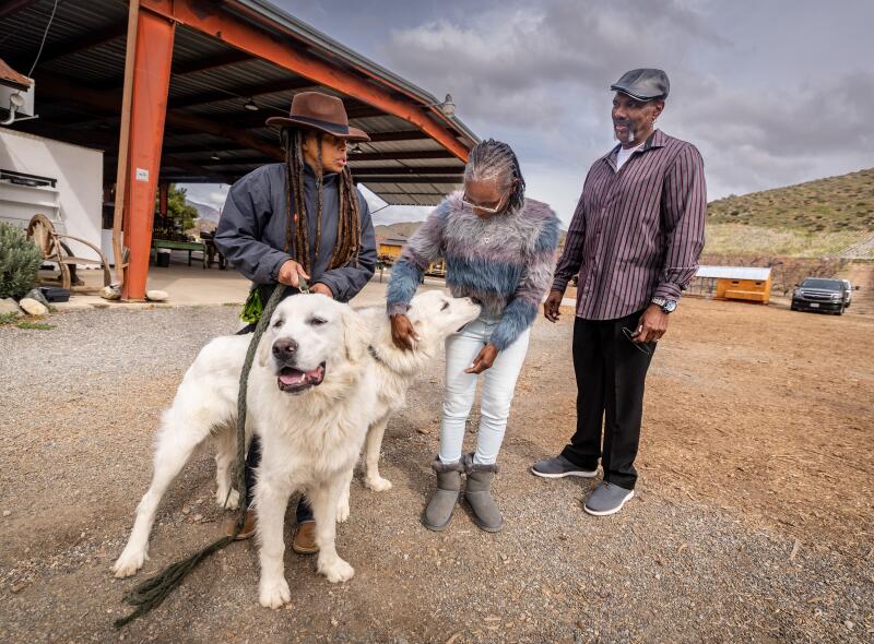 Three people admire two good dogs.