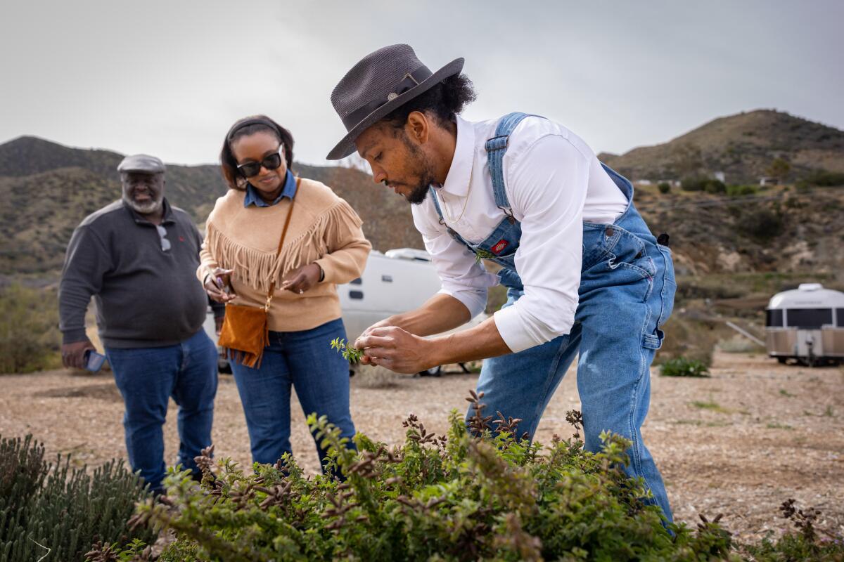 Jordan Wright (right), a tour guide at Bloom Ranch, picks oregano for guest Nakesha and Alfonso Nicks.
