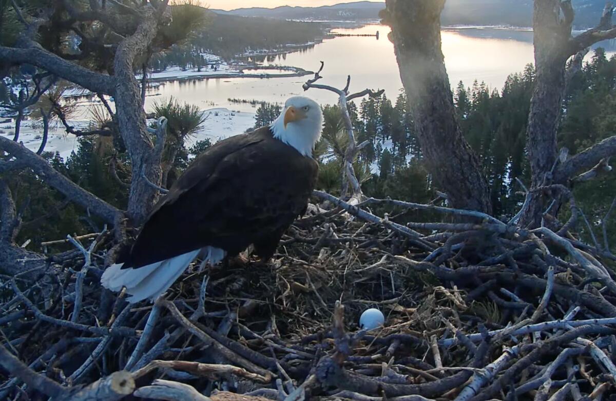 An eagle in a nest with an egg