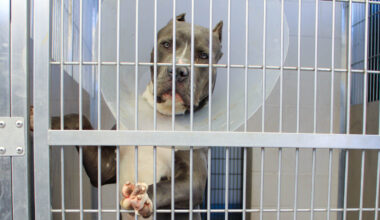 More Pets Available For Adoption at Orange County’s Animal Shelter