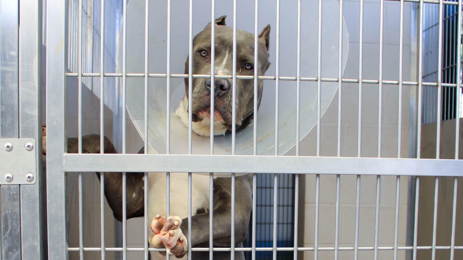 More Pets Available For Adoption at Orange County’s Animal Shelter