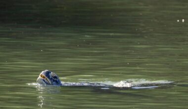Porkchop, the three-flippered sea turtle, returns to the wild after major rehab – Press Telegram