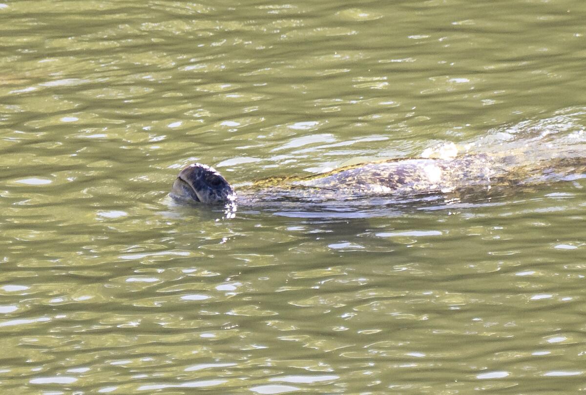 Porkchop, a rescued green sea turtle is released into the San Gabriel River.