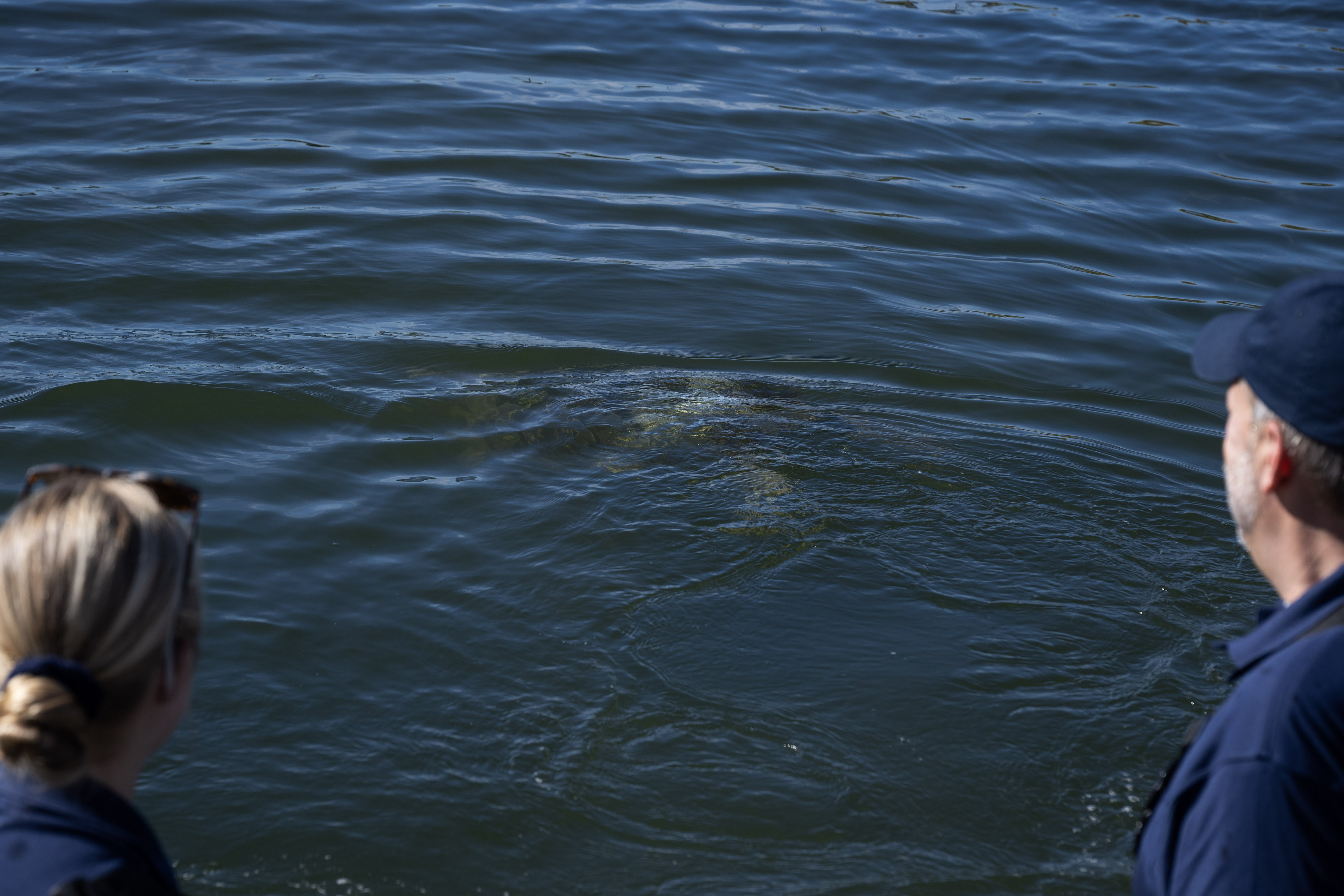 Aquarium of the Pacific staff release Porkchop, a three-finned sea...