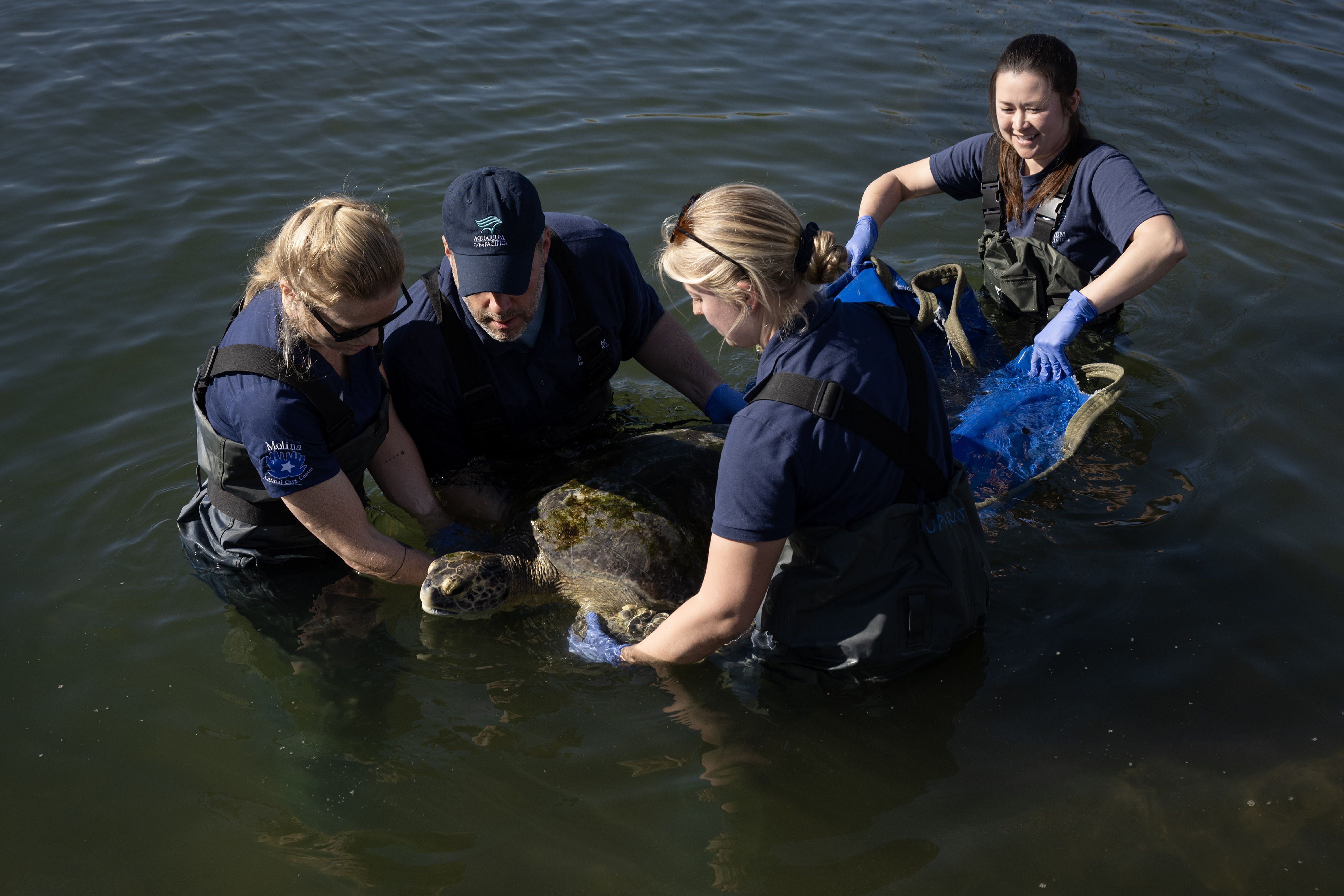 Aquarium of the Pacific staff release Porkchop, a three-finned sea...