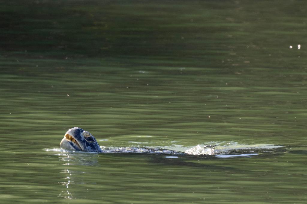 Porkchop, the three-flippered sea turtle, returns to the wild after major rehab – Daily Breeze