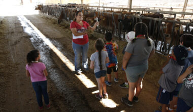 A Fresno State student camp leader takes a group of school children into a cow barn.
