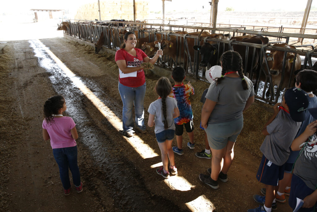 A Fresno State student camp leader takes a group of school children into a cow barn.