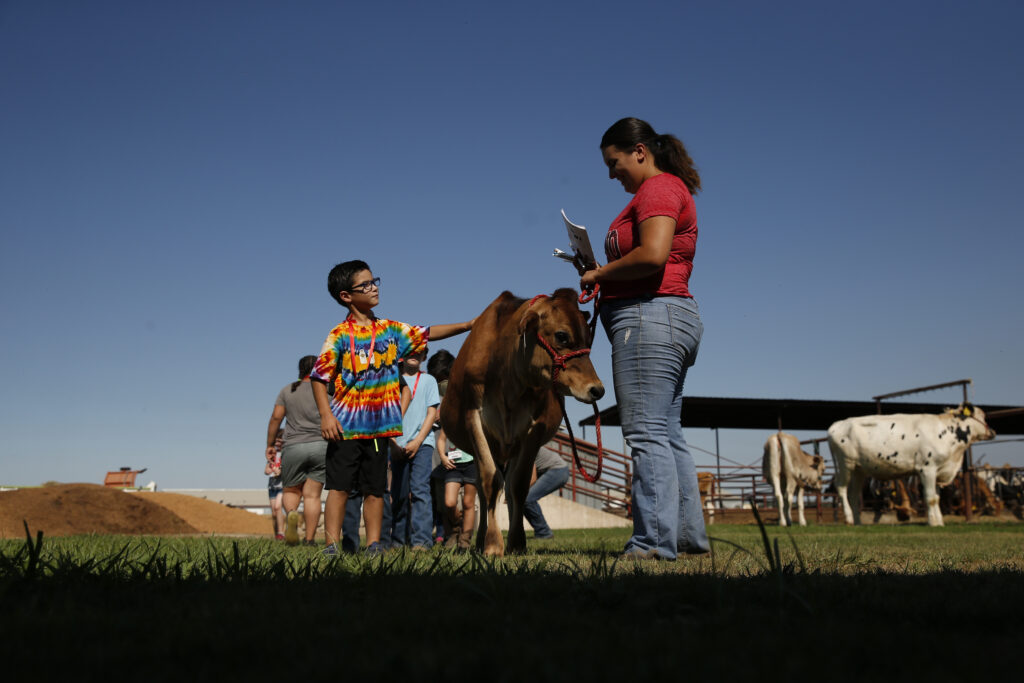 A Fresno State student camp leader holds a cow while a male camper pets the cow.