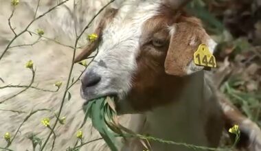 California Grazing Company goats come to the rescue in Verdugo Park, clearing out extra brush ahead of wildfire season