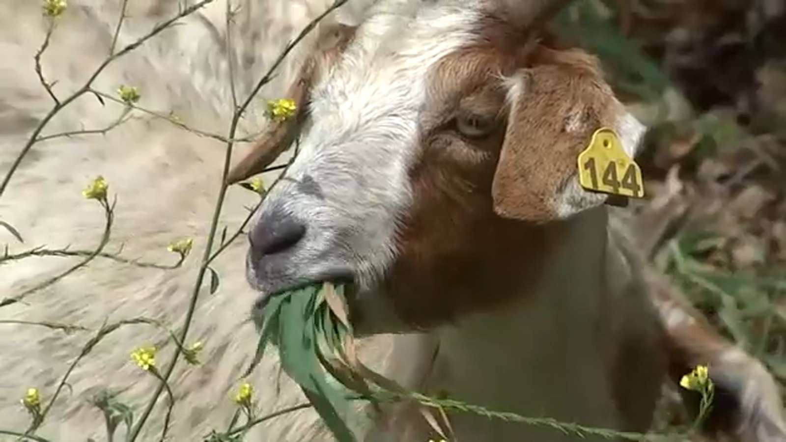 California Grazing Company goats come to the rescue in Verdugo Park, clearing out extra brush ahead of wildfire season