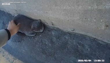 California Highway Patrol officer rescues stranded kitten on 405 Freeway in Los Angeles