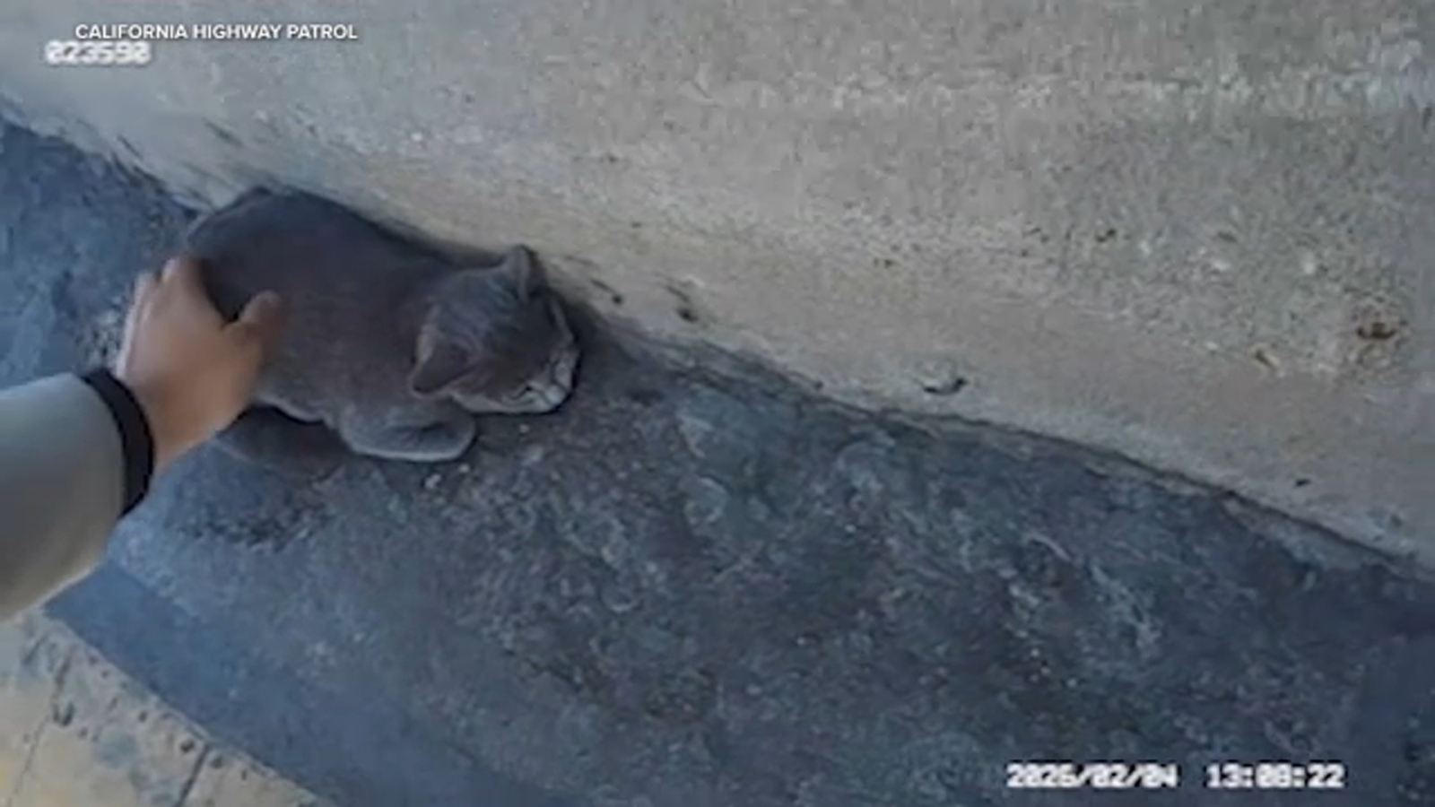 California Highway Patrol officer rescues stranded kitten on 405 Freeway in Los Angeles
