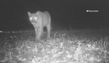 Santa Cruz, Santa Monica Hills mountain lions officially classified as threatened species in California