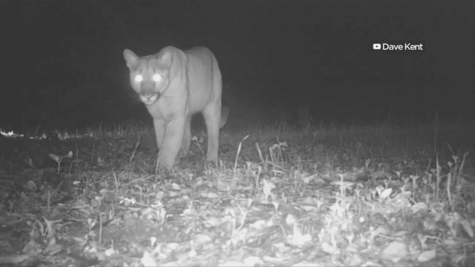 Santa Cruz, Santa Monica Hills mountain lions officially classified as threatened species in California
