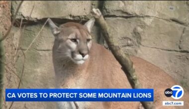 California Fish and Game Commission votes to designate some mountain lions as threatened species
