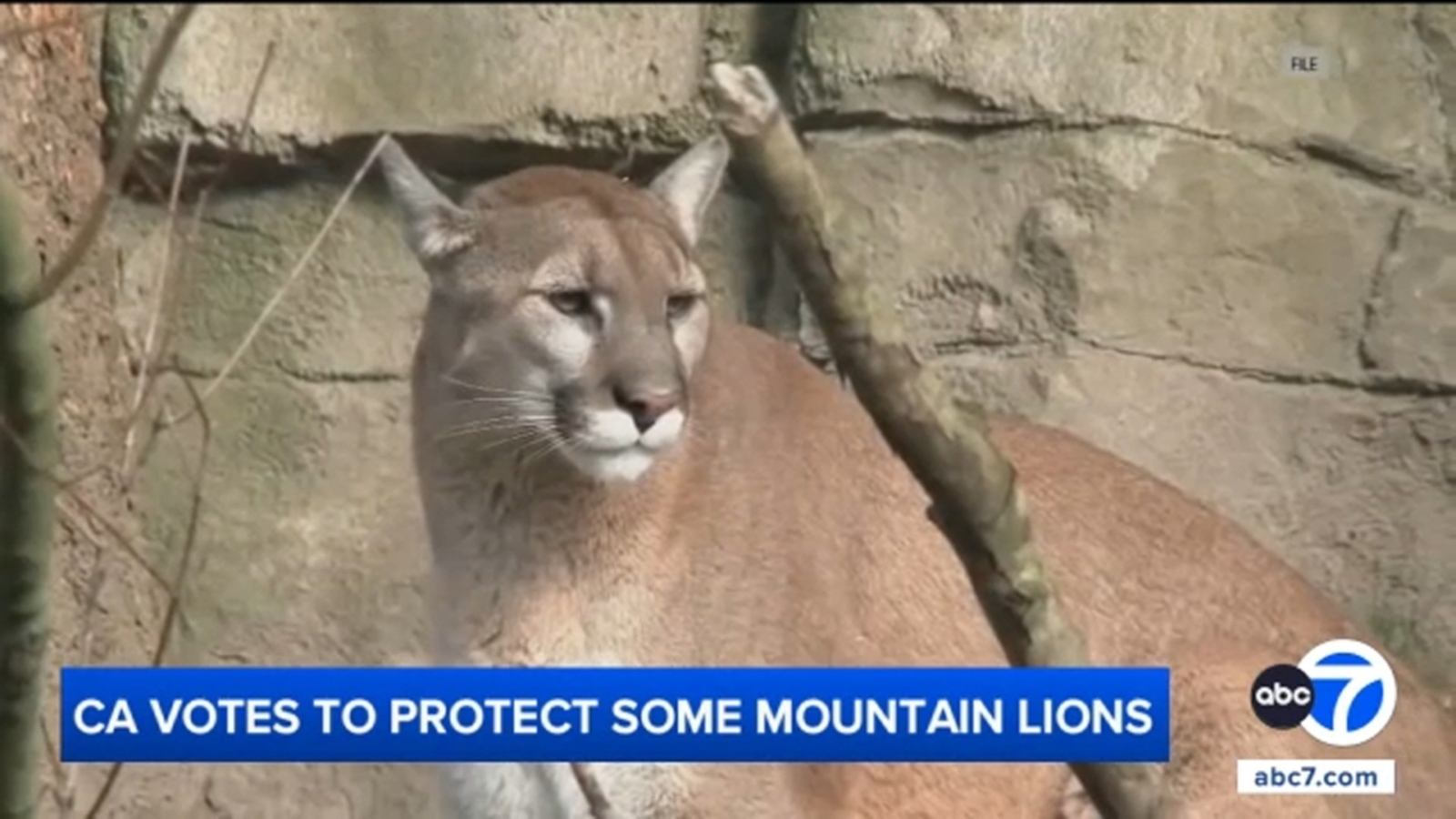 California Fish and Game Commission votes to designate some mountain lions as threatened species