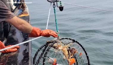 Here's how newly approved pop-up traps could extend Bay Area crab season after years of experimentation