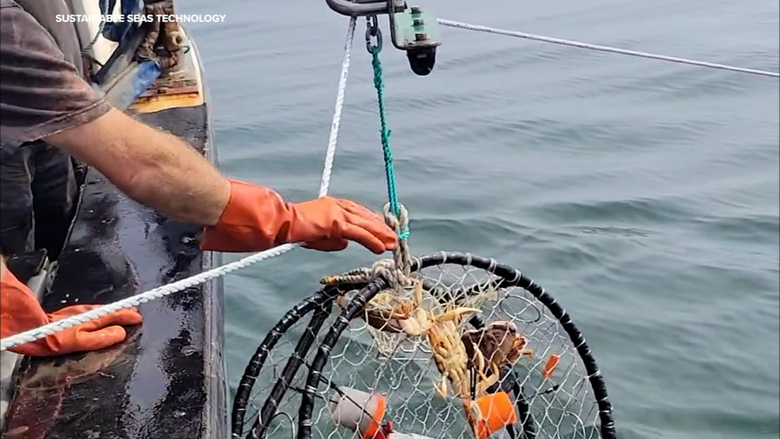 Here's how newly approved pop-up traps could extend Bay Area crab season after years of experimentation