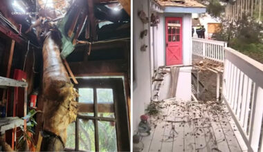 Tree crashes through San Clemente home during storm