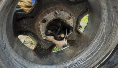 Puppy rescued after getting stuck in tire rim in Fresno County