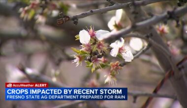 Storm damages Central Valley crops as Fresno State agriculture monitors impacts