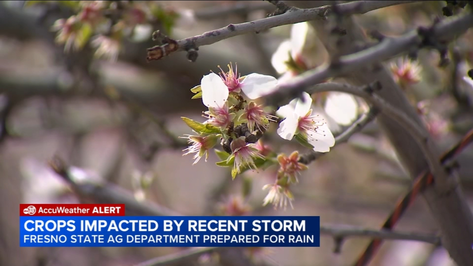 Storm damages Central Valley crops as Fresno State agriculture monitors impacts