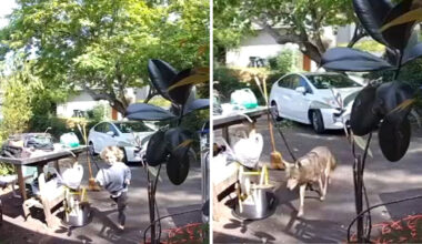Coyote caught on video chasing 3-year-old boy outside of Pasadena, California home