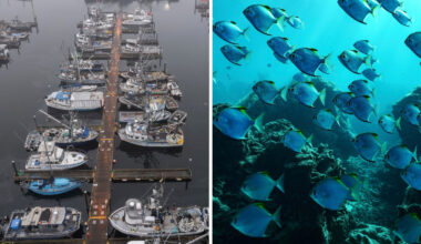 Tracking fisherman to track fish: How scientists are using vessel monitoring systems to better understand the oceans