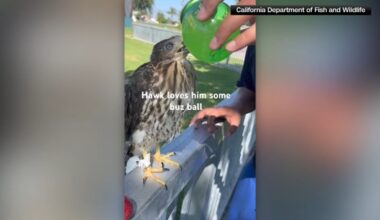 Watts man charged with animal cruelty after giving alcohol to Cooper's hawk