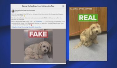 San Jose Animal Care Center hit hard by fake viral Facebook post that used AI photo of shelter dog