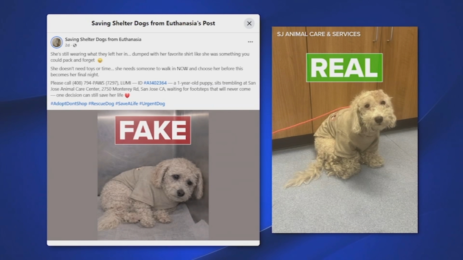 San Jose Animal Care Center hit hard by fake viral Facebook post that used AI photo of shelter dog