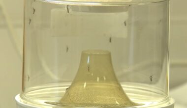 Mosquito season in Los Angeles, Orange counties arrives earlier than expected after recent rain