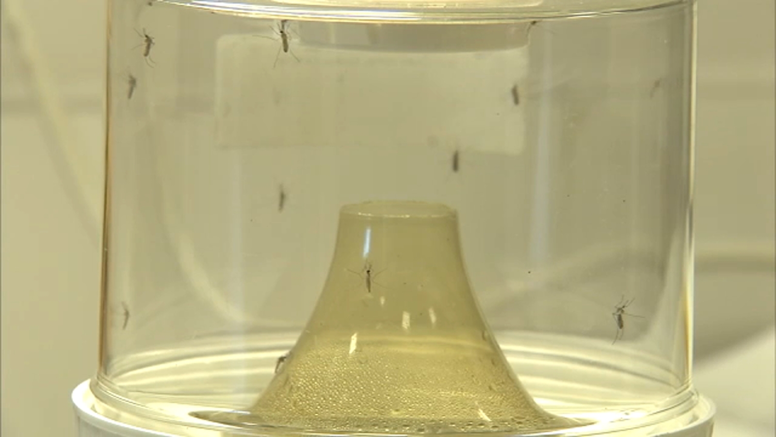 Mosquito season in Los Angeles, Orange counties arrives earlier than expected after recent rain